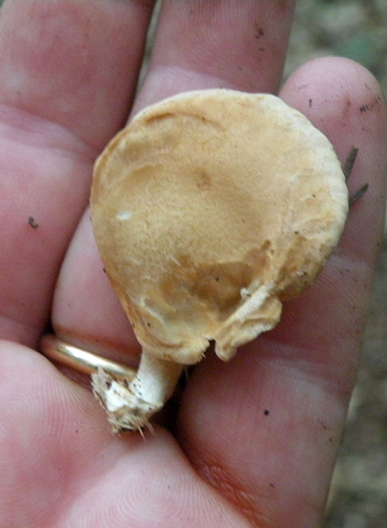 Hohenbuehelia o Pannellus o ...